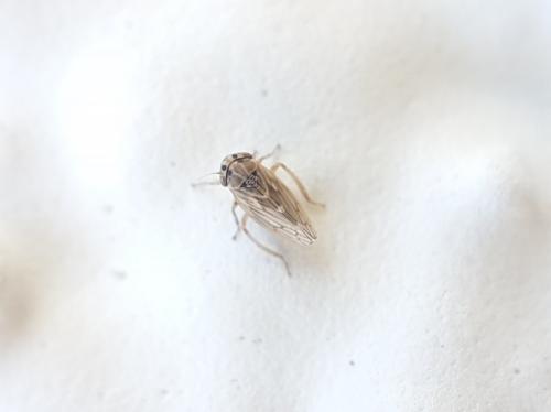 Réf. 218 822 : Anaceratagallia sp.